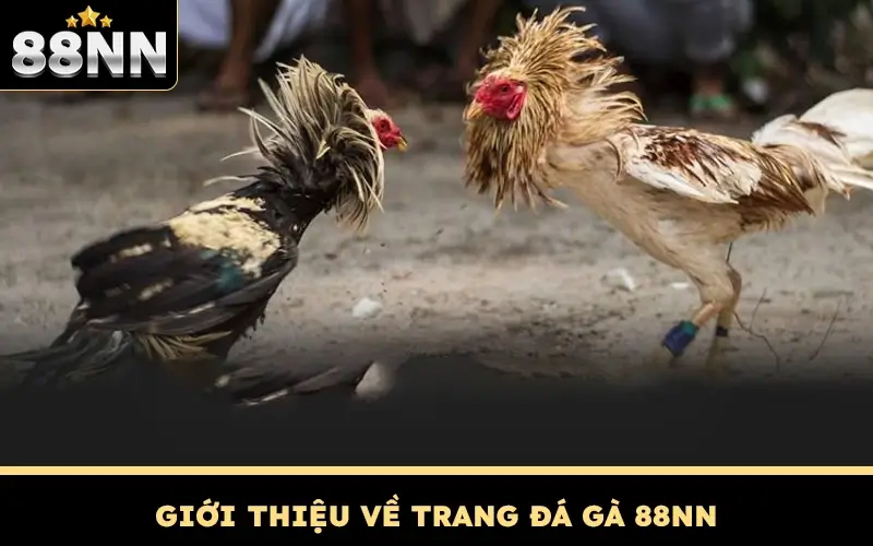 Giới thiệu về Trang đá gà 88NN